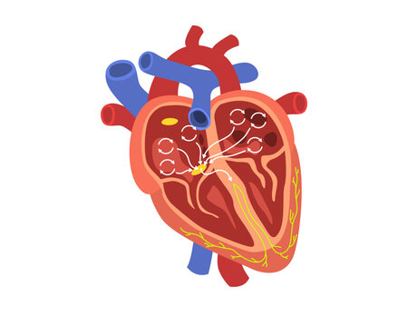 Human Heart Electrical Conduction System