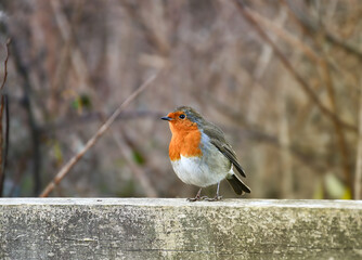 Robin red  breast   sitting  on a  wooden  fence  European  bird 