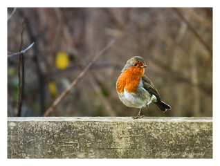 Robin red  breast   sitting  on a  wooden  fence  European  bird 