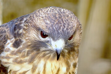 Intense Close-up Portrait of a Bird of Prey