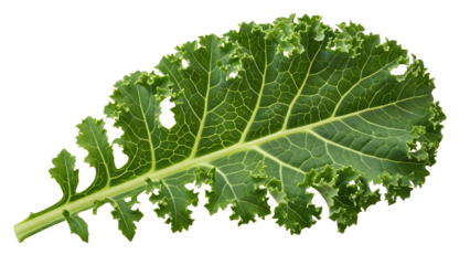 dwarf kale isolated, kale on white background, fresh kale leaves PNG high quality pic. 