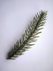 Highly detailed Christmas tree branch on a white background.