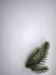 Highly detailed Christmas tree branch on a white background.