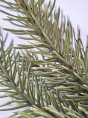 Christmas tree branch with short needles close-up. Highly detailed coniferous tree branch with needles