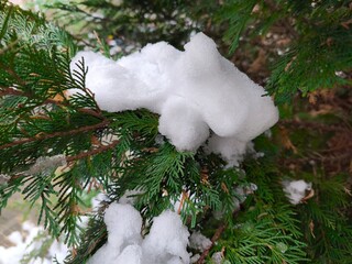 The branches of the green Christmas tree are covered with snow. Winter theme. The outdoors.