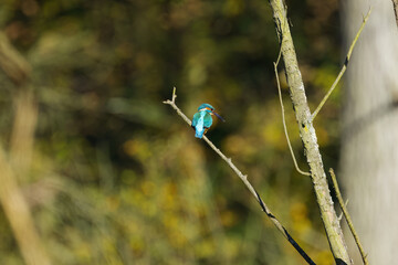 Kingfisher on a thin branch in the background Trees with greem leaves, kingfisher on branch looking down, kingfisher on the lookout for fish, autumn colors in the background, Alcedo atthis