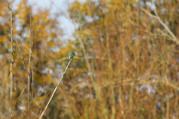 Kingfisher on a thin branch in the background Trees with brown leaves, kingfisher on branch looking down, kingfisher on the lookout for fish, autumn colors in the background, Alcedo atthis
