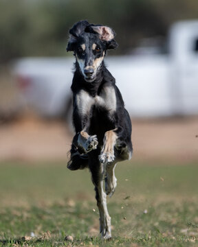 Black Saluki dog up close chasing a lure