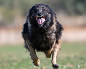Close up of a Belgian Tervuren dog running
