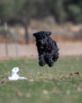 Black Pumi dog running Fast Cat chasing the lure