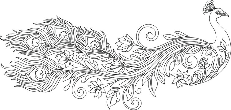 Elegant peacock illustration with floral details in a decorative line art style