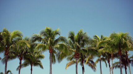 Obraz premium Lush Tropical Palm Trees Under Bright Clear Blue Sky in Vibrant Sunshine Perfect for Vacation and Relaxation Imagery in Nature Photography