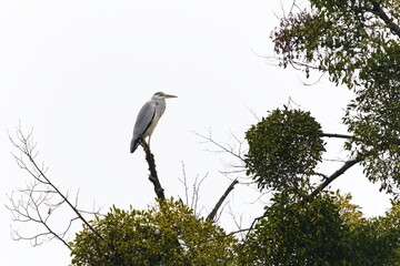 Grey Heron (Ardea cinerea) — adult perched atop a high tree overlooking its surroundings (common species in the Czech Republic)