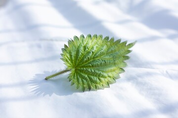 Fresh nettle leaf on white fabric bathed in soft sunlight, a symbol of spring healing and natural remedies for vibrant health and wellness projects