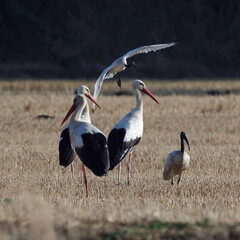tre più due © alberto
