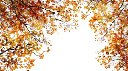 Vibrant Autumn Foliage with Bright Orange Leaves Framing a Clear White Sky for Nature and Seasonal Themes