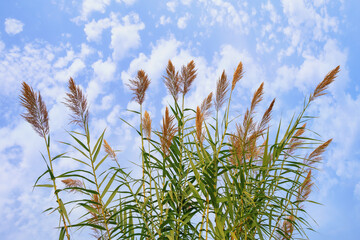 Green leaves and flowers of Giant reed Arundo donax against sky. Montenegro