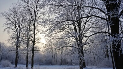 Fototapeta premium Enchanting winter landscape with snow-covered trees creating a serene and peaceful atmosphere for seasonal backgrounds or design projects