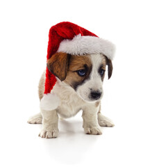 Cute small puppy wearing a santa hat isolated on white background.
