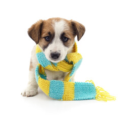 Puppy wearing a knitted scarf isolated on white background.