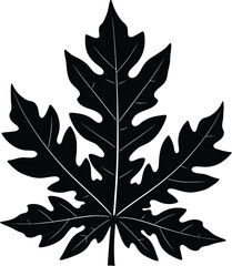 Fototapeta premium Silhouette of a papaya leaf