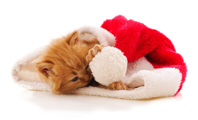 Sleeping kitten in a Christmas hat.