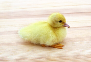 Yellow duckling on wooden surface.