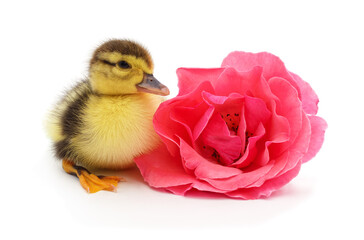 Duckling with a pink rose.