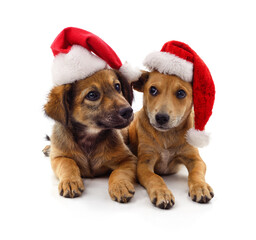 Two puppies wearing santa hats lying together on white background.