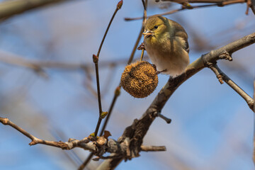 American goldfinch perched on a branch eating seeds from a sycamore ball.