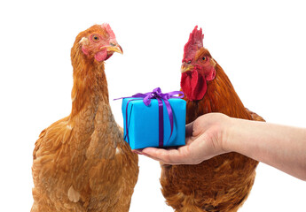 Two chickens and a human hand holding a gift box wrapped in blue paper.