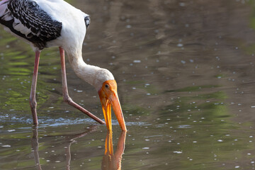 Buntstorch bei der Futtersuche