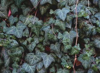 A close-up view of dense green ivy leaves fills the frame. The leaves show visible veins, varied shapes, and subtle color differences. Thin brown stems weave through the foliage.  © olga