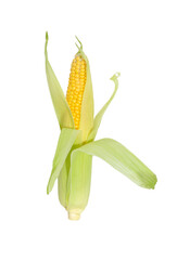  Corn on the cob  isolated on white