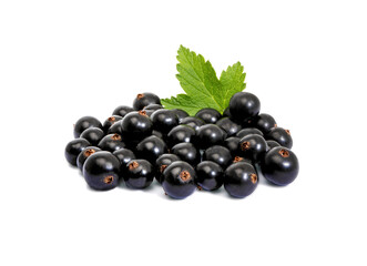 black currant with leaves isolated