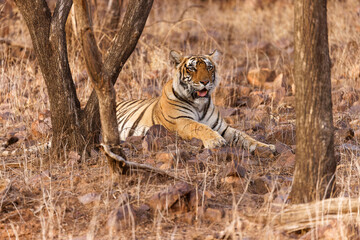 Königstiger im Ranthambhore Nationalpark, Indien