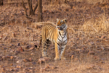 Königstiger im Ranthambhore Nationalpark, Indien
