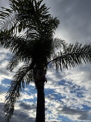 Palm Tree Silhouette: Dark shadowed outline of a tropical palm tree against a blue sky with white clouds.