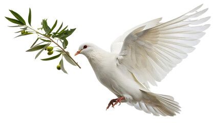 Dove with olive branch cut out on PNG, isolated on transparent background. AI GENERATED.