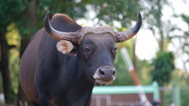 A black cow is eating grass in a field. The cow is black and brown. The grass is green