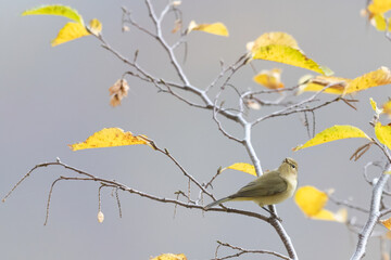 The common chiffchaff (Phylloscopus collybita) in Autumn Tree