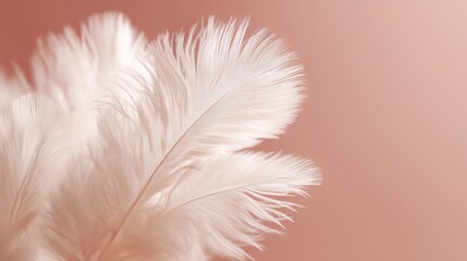 Obraz premium Delicate White Feathers against Soft Pink Background Creating an Elegant and Serene Atmosphere for Photography and Design Projects