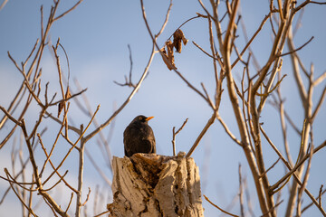 Amsel