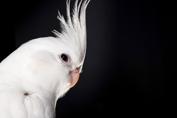 Albino cockatiel with a black background