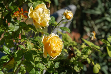  Close up to a yellow roses 