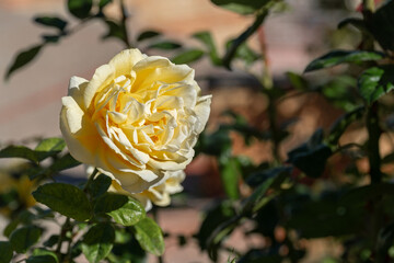  Close up to a yellow roses 
