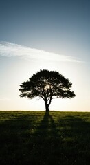 A majestic, powerful tree stands alone on a windswept grassy hill, featuring a strong, dramatic silhouette against the bright sky, isolated, structure, rugged