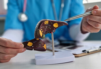 Doctor explains liver model to patient during medical consultation to enhance understanding of organ health concept