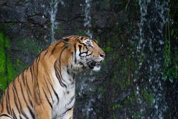 Close up tiger sitdown in front of the waterfall