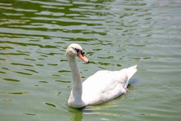 Close up White swan is cute in river
